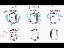 Why do cells need water? 2 13c Osmosis In Plant Cells Youtube