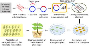 This extends to our candidates, as well. Plant Genetic Engineering Approach For The Pb And Zn Remediation Defense Reactions And Detoxification Mechanisms Sciencedirect