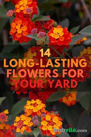 We did not find results for: 14 Long Lasting Flowers For Your Yard Bob Vila