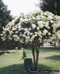 Full Size Picture Of Panicle Hydrangea Tree Hydrangea Grandiflora Hydrangea Paniculata Panicle Hydrangea Hydrangea Paniculata Hydrangea