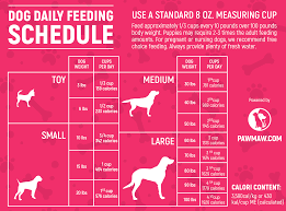 the ultimate dog feeding schedule time and chart