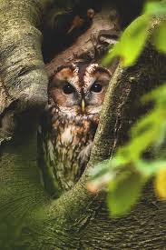 Pin Von Kursad L Auf Mundo Animal Aves Pajaros Etc In 2020 Waldkauz Eule