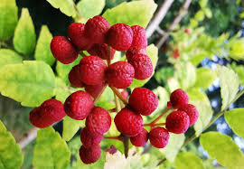 Image result for Zanthoxylum sp. A