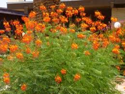 Texas Bush Orange Flowers Tj S Garden Drought Tolerant Shrubs Water Wise Plants Yellow Flowers