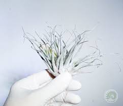 Image result for Angraecum moandense