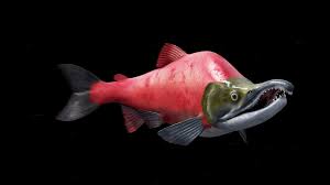 Oncorhynchus is a genus of fish in the family salmonidae; Artstation Oncorhynchus Nerka Gabriel Casamasso