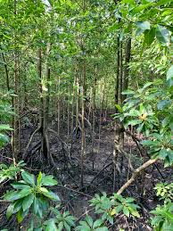 巴西立 (zh) planning area and residential town in the east. 61 Pasir Ris Mangroves Park Ideas Pasir Ris Mangrove Habitats