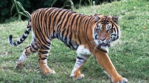 The bengal tiger has been heavily hunted by trophy enthusiasts that are looking or a challenge. 29 Interesting Facts About The Bengal Tiger Ohfact
