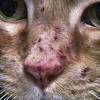 A cat cannot live long on water only, but just how long depends on the condition of the cat. Https Encrypted Tbn0 Gstatic Com Images Q Tbn And9gcrlwa6onjwfiojsebrf5kpnro3 Vazljuxednmb9kiikjrdgo4t Usqp Cau