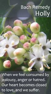 Bach Flower Remedy Holly Pureremedies Co Uk Bach Flower Remedies Flower Remedy Bach Flowers