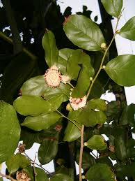 Image result for Napoleonaea gossweileri