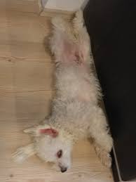 Maltese Terrier