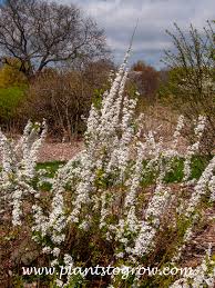 Image result for Spiraea thunbergii