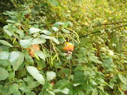 Jewelweed