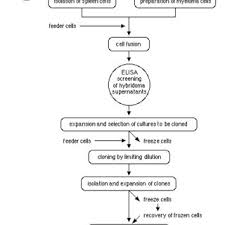 Flow Chart For Preparation Of Monoclonal Antibodies
