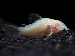 Albino Aeneus Cory Catfish