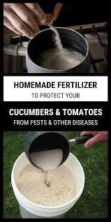 Your garden soil, the nutrients which fill it, and the proper application of fertilizer can make all of the difference to a successful harvest. Homemade Fertilizer To Protect Your Cucumbers And Tomatoes From Pests And Other Diseases Gardenpestscommon Tomato Fertilizer Cucumber Tomato Garden Pests