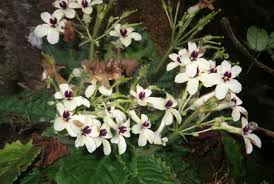 Image result for Gesneriaceae