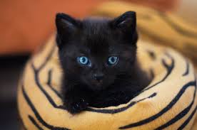 An animal shelter called austin pets alive! 12 Black Cats In Austin Ready To Be Adopted Austin Monthly Magazine