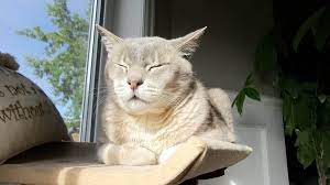 Geriatric cats have a reduced sense of smell. 5 Ways To Entice Your Sick Cat To Eat Cole Marmalade