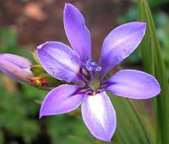 Image result for Babiana