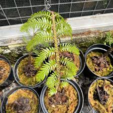 Image result for Ptisana