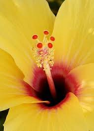 Close up pictures of flowers. 30 Flower Close Up Ideas Flower Close Up Beautiful Flowers Pretty Flowers