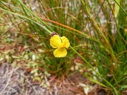 Image result for Xyridaceae