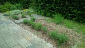 Check spelling or type a new query. Replacing The Rosemary Hedge Advice From The Herb Lady