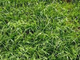 Keep in mind we mulch mow. Controlling Tall Fescue How To Get Rid Of Tall Fescue In The Lawn