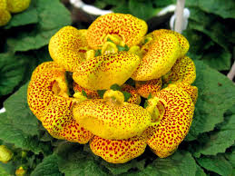 Image result for Calceolariaceae