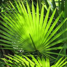 Image result for Acoelorrhaphe wrightii