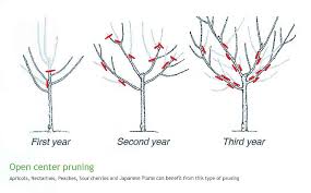 They do not produce cones! Montmorency Cherry Tree