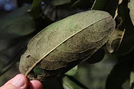 Image result for Diospyros kirkii