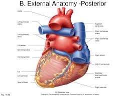 When the heart is healthy, these vessels play only a minor role. Chapter 19 The Circulatory System The Heart Ppt Download