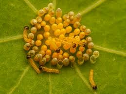 Image result for Vepris whitei