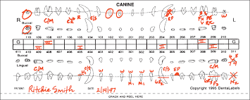 16 Dental Chart Template Best Of Primary Teeth Beautiful