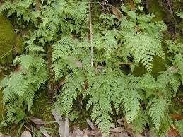 Image result for Odontosoria africana