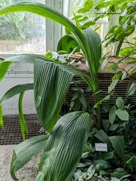 Image result for Molineria