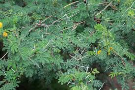 Image result for Embelia nilotica