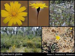 Image result for Hypochaeris