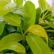 Gem box is the perfect alternative if you love the look of boxwood. Philodendron Lemon Lime Sugar Creek Gardens