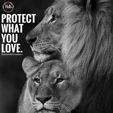 Black And White Lion And Lioness Pictures Protect What You Love Family Lion And Lioness Tattoo Lion Photography Lion Couple