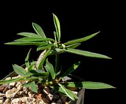 Image result for Euphorbia didiereoides