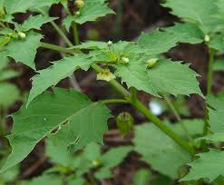 Image result for Physalis angulata