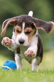 Image result for bígl