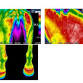 Connect Equine Therapies Thermography and event image