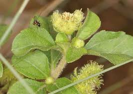 Image result for Acanthospermum australe