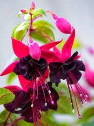 Fuchsia Seeds Potted Plant Lantern Begonia Seeds For Home Garden Orkideler Cicek Bitki