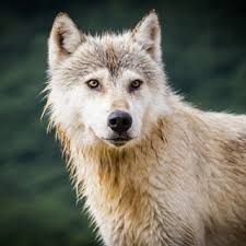 Embrace Your Energy Wolf